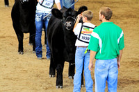 isf 2012 steers market heifers