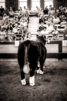 2013 Iowa State Fair 4H Market cattle
