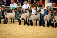 state fair lamb show 17