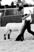 Iowa State Fair - champion market lamb