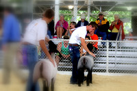 Iowa State Fair - 4-H Ewes