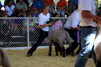 2013 ISF Market Lambs
