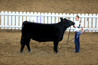 2013 Iowa State Fair 4-H Breeding cattle