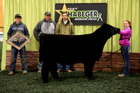 Neil Cattle Shows 2016