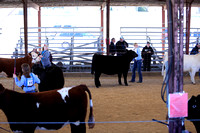 Gene Brunscheen Memorial Cattle Show