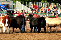 Bremer Co. Cattle Shows 19