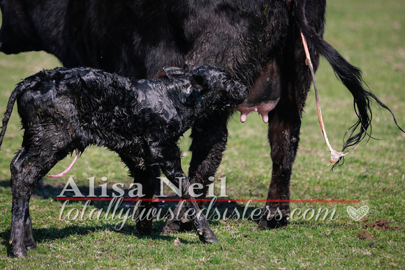 KJW_7924 emmie 3ish calving-2