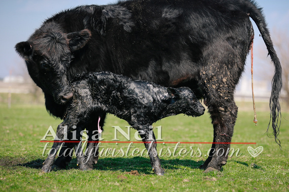 KJW_7931 emmie 3ish calving