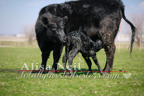 KJW_7935 emmie 3ish calving