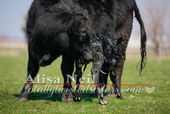 KJW_7938 emmie 3ish calving